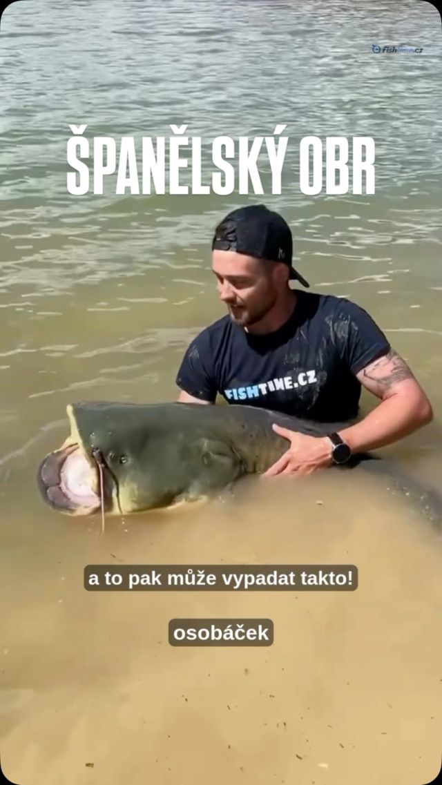 Při poslední výpravě za nově postaveným rybářským kempem na slavné přehradě Mequinenza ve Španělsku, se nám povedly krásné ryby. 
Spojení této vody, která má opravdu co nabídnout s perfektním kempem a úžasnými lidmi je prostě famózní.
Na kemp se můžete už nyní podívat a rezervovat na www.fishtime.cz -> Španělsko -> Kemp na řece Ebro – Playas de Chacón

#fishtime #spanelsko #spain #sumec #catfish #rybareni #fishing #rybarskavyrava #kemp #neztracejcaschytej #velkaryba